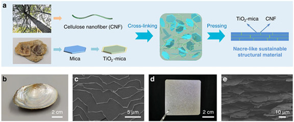 中國科學家研發仿生新材料，高性能纖維與復合材料助力塑料替代